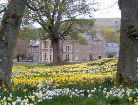 Clennell Hall Daffodils