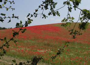field of red poppies